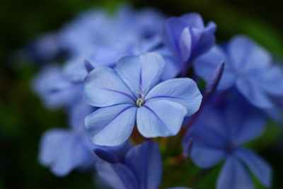 ルリマツリの育て方｜花後の切り戻しで豪華に栽培 - 花と木の育て方